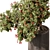 Bonsai Plant 467 - Indoor Greenery 3D model small image 2