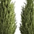 Cypress and Thuja Garden Set 3D model small image 4