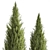 Cypress and Thuja Garden Set 3D model small image 5