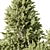 Pine Plants for Outdoor greenery 3D model small image 5