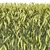 Lush Wheat Field 3D Model 3D model small image 3