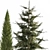 Coniferous Greenery Collection 3D model small image 5