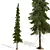 Tayozhnaya Spruce Tree Model 3D model small image 2