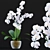 Realistic Orchid Flowers Model 3D model small image 1