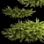 Juniper Collection for Landscape Design 3D model small image 2