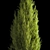 Evergreen Shrub Selection Set 3D model small image 4