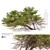 Japanese Red Pine 3D Model 3D model small image 1