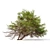 Japanese Red Pine 3D Model 3D model small image 2