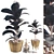 Dark Ficus Elastica Plant Model 3D model small image 1