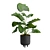 Giant Taro Indoor Houseplant Beauty 3D model small image 1