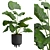 Giant Taro Indoor Houseplant Beauty 3D model small image 2