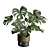 Exotic Indoor Plant Pack 39 3D model small image 5