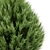 Cypress Juniperus 3D Plant Models 3D model small image 5