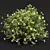 Golden Globe Coronilla Plant 3D Model 3D model small image 2