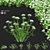 Ammi Visnaga Floral 3D Models 3D model small image 1