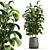 Botanica Set: Lush Indoor Greenery 3D model small image 2