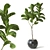 Trendy Fiddle Leaf Fig Plant 3D model small image 1