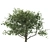 Mediterranean Olive Tree Set 3D model small image 2