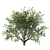 Mediterranean Olive Tree Set 3D model small image 5