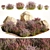 Lavender Bush Collection for Landscaping 3D model small image 1