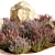 Lavender Bush Collection for Landscaping 3D model small image 4