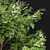 Lush 3D Tree Models Bundle 3D model small image 2