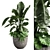 Versatile Combo Plant Models Pack 3D model small image 1