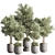 Modern Vray Indoor Plant Set 3D model small image 1