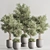 Modern Vray Indoor Plant Set 3D model small image 2