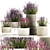 Lavender Collection for Urban Landscaping 3D model small image 1