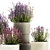 Lavender Collection for Urban Landscaping 3D model small image 5