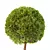 Elegant Tree No.18 Statue 3D model small image 4