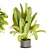 High-Quality Collection Plant Models 3D model small image 6