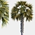 Tropical Palm Tree 3D Model 3D model small image 2