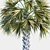 Tropical Palm Tree 3D Model 3D model small image 3