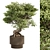 Bonsai Plant 489 - Indoor 3D model small image 1