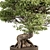 Bonsai Plant 489 - Indoor 3D model small image 2