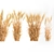 Decorative Wheat Bundle for Eco Design 3D model small image 3