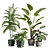 Exotic Indoor Plants Selection Pack 3D model small image 1