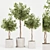 Florist Ficus Benjamina Design Set 3D model small image 1