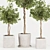 Florist Ficus Benjamina Design Set 3D model small image 4