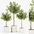 Florist Ficus Benjamina Design Set 3D model small image 6