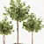 Florist Ficus Benjamina Design Set 3D model small image 8