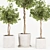 Florist Ficus Benjamina Design Set 3D model small image 10