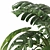 Monstera Plant Collection Set 3D model small image 5