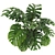 Monstera Plant Collection Set 3D model small image 6