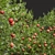 Fruit Tree 3D Models Set 3D model small image 2