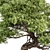 Bonsai Plant 491 - Indoor Beauty 3D model small image 3