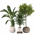 Plant Collection 84: 3D Models 3D model small image 1