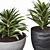 Song Of India Plant Set 3D model small image 4